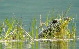 Xác rùa Hoàn Kiếm ở hồ Đồng Mô sẽ được bảo quản thế nào?