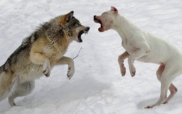 Điều gì xảy ra nếu đặt chó con bên cạnh một con sói mới sinh?