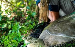 Rùa Hoàn Kiếm ở Đồng Mô từng nhiều lần chết hụt