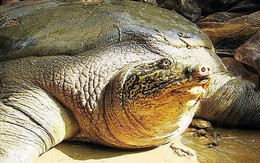 Hồ Đồng Mô có bao nhiêu rùa Hoàn Kiếm?