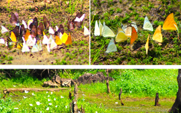 Ngắm bướm bay tuyệt đẹp rợp vườn quốc gia Cúc Phương