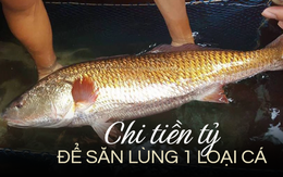 Loài cá Việt từng được dân Trung Quốc chi tiền tỷ để 'săn' bằng được: Nguyên nhân là do 1 thứ quý hơn vàng trong bụng‏