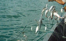 'Dùng lưới đánh cá làm thế nào để nâng được 10kg nước?' Ứng viên đáp gọn được nhận vào làm