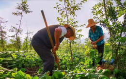 Bán nhà 27 tỷ đồng ở thành phố để về quê “trồng rau và nuôi thêm cá” tôi nhận ra ở phố hay ở quê thì cũng phải có tiền mới “dễ thở”