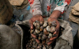 Một mặt hàng của Việt Nam được các 'đại gia' dầu mỏ cực kỳ ưa chuộng, xuất khẩu tăng mạnh gần 200% chỉ trong 2 tháng đầu năm