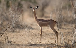 Tại sao linh dương Gerenuk có thể sống mà cả đời không cần uồng nước?