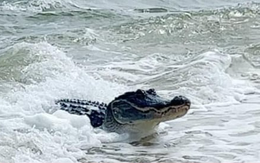 Cá sấu thong dong tắm nắng, đón sóng trên bãi biển