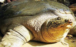 Xác rùa Hoàn Kiếm vừa chết được xử lý như nào?