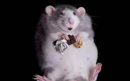 Liệu con người có thể diệt trừ hoàn toàn loài chuột không?