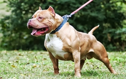 Nếu bị chó PitBull- 'sát thủ máu lạnh' nguy hiểm nhất thế giới tấn công thì tự vệ thế nào?