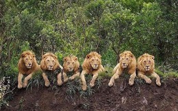 10 con sư tử biến mất trong một cuộc xung đột