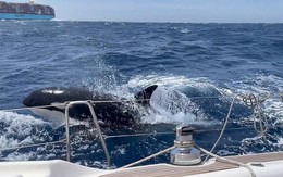Vì sao cá voi sát thủ bỗng nhiên liên tục đâm chìm hàng loạt tàu thuyền, dạy đồng loại làm điều tương tự?