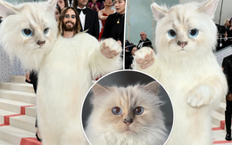 Choupette - mèo cưng của huyền thoại thời trang Karl Lagerfeld truyền cảm hứng khiến loạt sao chơi trội