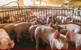 Tiết kiệm điện, chủ trang trại khiến 5.000 con lợn chết oan vì nắng nóng