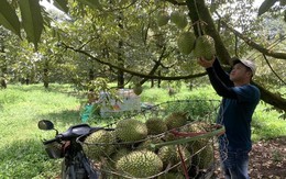 'Ngôi sao' giá trị cao của Việt Nam được Trung Quốc ưa chuộng, chưa đầy 5 tháng đã bán được 60.000 tấn