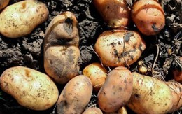 Khoai tây cực tốt, nhưng cách ăn này có thể gây hại cho sức khỏe