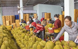 Sầu riêng rớt giá từ 200.000 đồng/kg xuống 50.000 đồng/kg