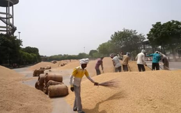 Xuất hiện thêm một quốc gia tăng cường nhập khẩu gạo của Việt Nam, sản lượng xuất khẩu bất ngờ tăng vọt hơn 3.000% trong quý 1