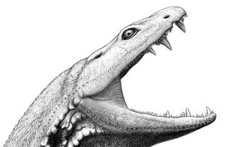 Tiết lộ khuôn mặt của 'nòng nọc sát thủ' đã khủng bố Trái đất trước khi có khủng long
