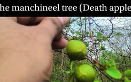 Tại sao Manchineel được coi là loài 'cây sát thủ'?