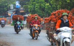 Chùm ảnh: Người dân Bắc Giang trắng đêm soi đèn thu hoạch vải thiều, nô nức chở đi bán từ tờ mờ sáng