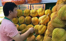 Xuất khẩu loại 'quả vàng quả bạc' này đã tăng hơn 1.700% kể từ đầu năm, Trung Quốc ồ ạt thu mua do diện tích trồng chưa đến 1/1.000 so với Việt Nam