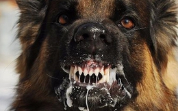 Chó nuôi phát dại cắn liên tiếp 6 người và 18 chú chó khác