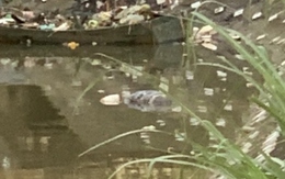 Thi thể người đàn ông trong hồ Ao Cá tại Hạ Long