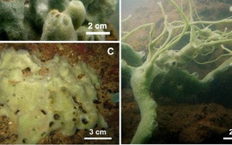 "Sinh vật bí ẩn" dưới biển sâu Việt Nam được các nhà khoa học xác định là một loài vật mới