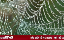 Vì sao tơ nhện bền hơn thép dù rất mỏng manh?