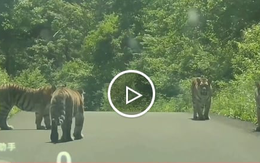 Đàn hổ hoang dã bất ngờ xuất hiện trên đường núi Trung Quốc