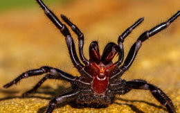 Đâu là loài nhện nguy hiểm nhất thế giới?