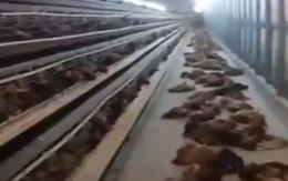 Mất điện 2 tiếng, 4.000 con gà chết thảm vì nóng