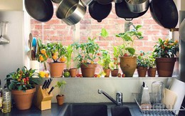 Sáng tạo khu vườn thảo mộc ngay trong căn bếp gia đình với những ý tưởng cực hay