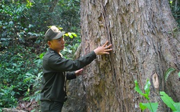 Việt Nam có loài vương mộc từng gây ra 'cơn địa chấn' ở Trung Quốc: Trăm năm mới cao 1 tấc, giá đắt ngang kim cương