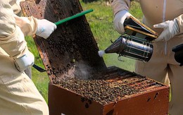 “Vàng lỏng” bị đánh cắp liên tục, người đàn ông biến kẻ trộm thành chuyên gia thẩm định, bán hàng chất lượng vượt trội