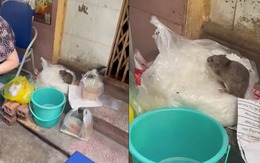 Thực hư hình ảnh “chuột bò lên túi bún” tại quán bún ở Hà Nội