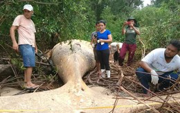 Bí ẩn về thi thể cá voi nằm giữa rừng Amazon khiến các nhà khoa học phải đi tìm câu trả lời