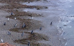 Phát hiện xác chết của hàng ngàn chim cánh cụt
