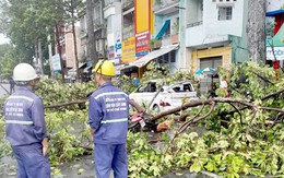 Thoát nạn trong gang tấc khi thấy cành cây cổ thụ sắp gãy xuống đường