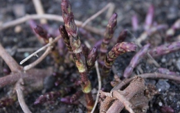 Chồi cây mọc hoang siêu đắt đỏ