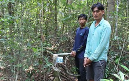 Tạm giữ 4 đối tượng khai thác gỗ hiếm trong rừng đặc dụng ở Phú Quốc