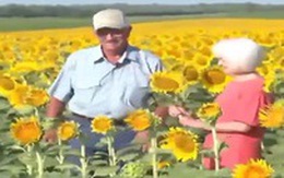 Một nông dân Mỹ trồng 1,2 triệu bông hướng dương tặng vợ