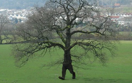 Bí ẩn loài cây duy nhất trên thế giới có thể "đi bộ": Bộ rễ cao bất thường, đi được 20m/năm?