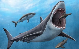 Tìm ra manh mối mới giải thích lý do siêu cá mập sát thủ Megalodon tuyệt chủng