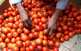 Một loại quả “nhà trồng được” của Việt Nam gặp bão giá tại Ấn Độ: giá tăng hơn 445%, đắt đỏ hơn cả xăng