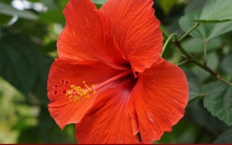 Hoa dâm bụt và 6 lợi ích đáng quý không phải ai cũng biết