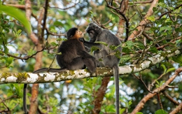 Con người chính là nguyên nhân khiến cho loài khỉ lai bí ẩn' xuất hiện ở đảo Borneo?
