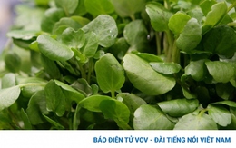 Đây là loại rau được công nhận là tốt nhất cho sức khỏe