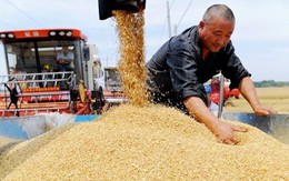 Vựa lúa của Trung Quốc bị ‘nứt’